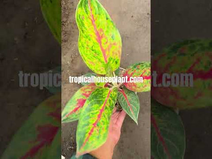 Aglaonema Red Krakatau displaying elongated green leaves with contrasting pink and red variegation.