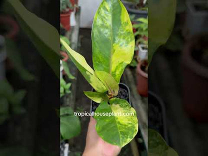 Anthurium Hookeri Bird's Nest Variegated