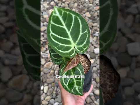 anthurium crystallinum x dorayaki Anthurium Dorayaki x Magnificum Hybrid – Tropical Houseplant