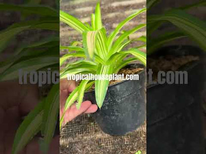 Bromelia Green White