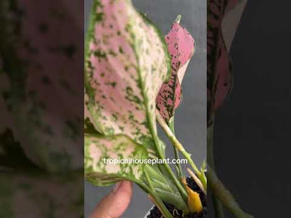 aglaonema pink moon köpa Aglaonema Konkom Pink – Tropical Houseplant