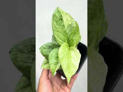 scindapsus perakensisvariegated