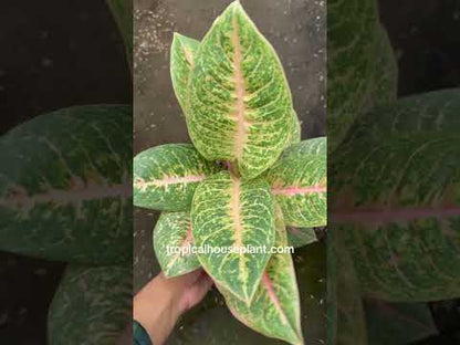 Aglaonema Harley Quinn