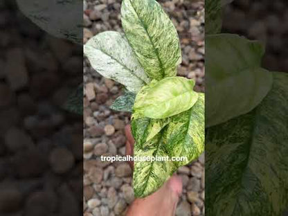 Rhaphidophora Puberula Variegated