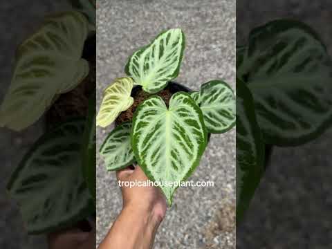 Anthurium Dorayaki Silver Blush – Tropical Houseplant