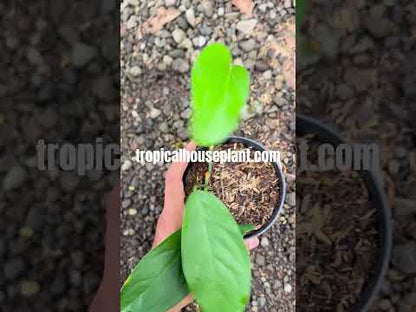 Monstera Obliqua Yasuni