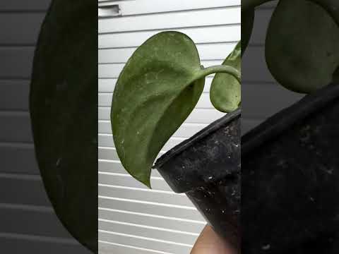 scindapsus silver black