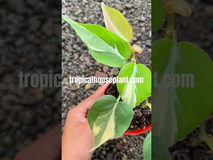 Philodendron Rio