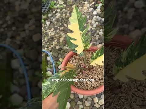 Philodendron Caramel Marble Variegated – Tropical Houseplant