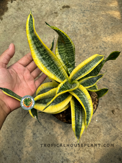 Top view of Sansevieria Twister held in a hand, highlighting the dramatic swirl pattern of its variegated leaves.