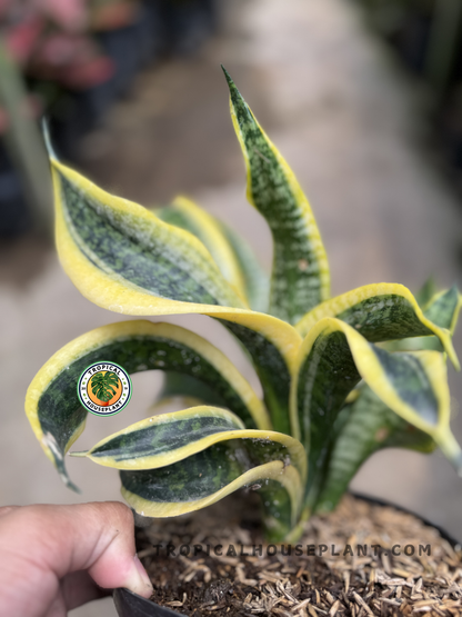 Side angle of Sansevieria Twister showing curved, arching foliage with vivid yellow edges and rich green centers in greenhouse lighting.