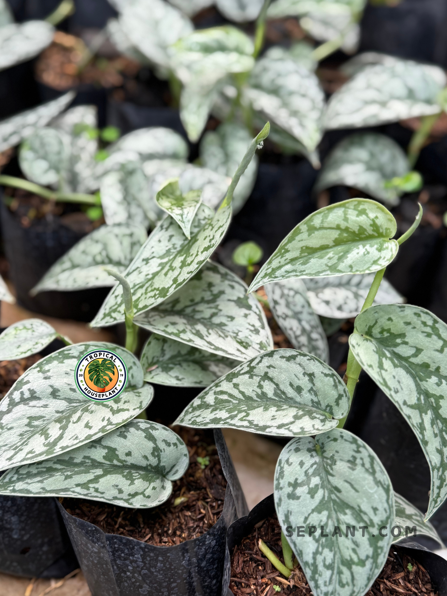 Close-up of Scindapsus Silver Lady leaves with bold silver speckling on a deep green background.