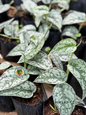 Close-up of Scindapsus Silver Lady leaves with bold silver speckling on a deep green background.